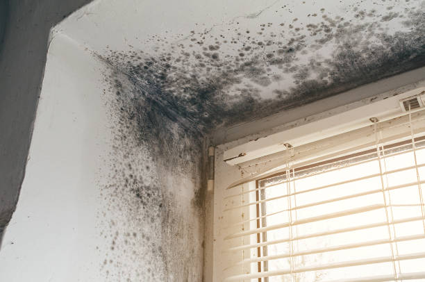 Trusted Crawl Space Mold Removal service in Fairview, TX - Cheap Mold Removal