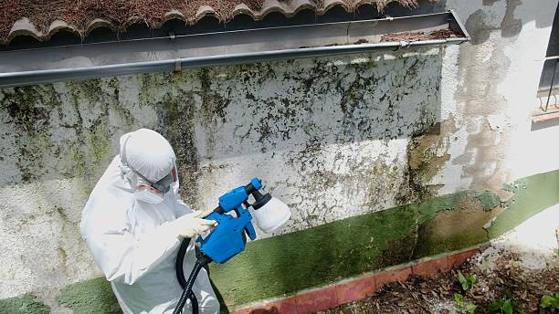 Top rated local Basement Mold Removal specialists in Fairview, TX